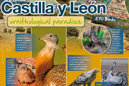 Castilla y León, Paraíso ornitológicoCastilla y León, Ornithological paradise