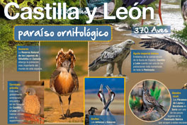 Castilla y León, Paraíso ornitológico