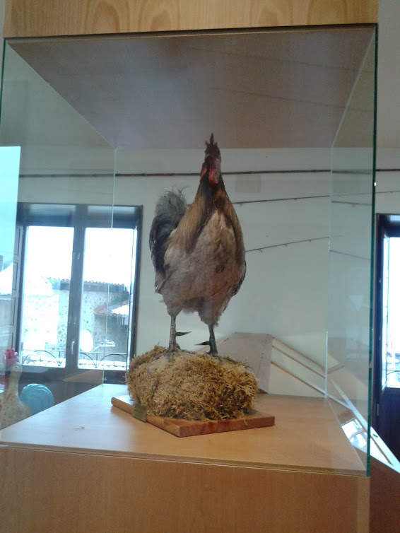 Museo del Gallo