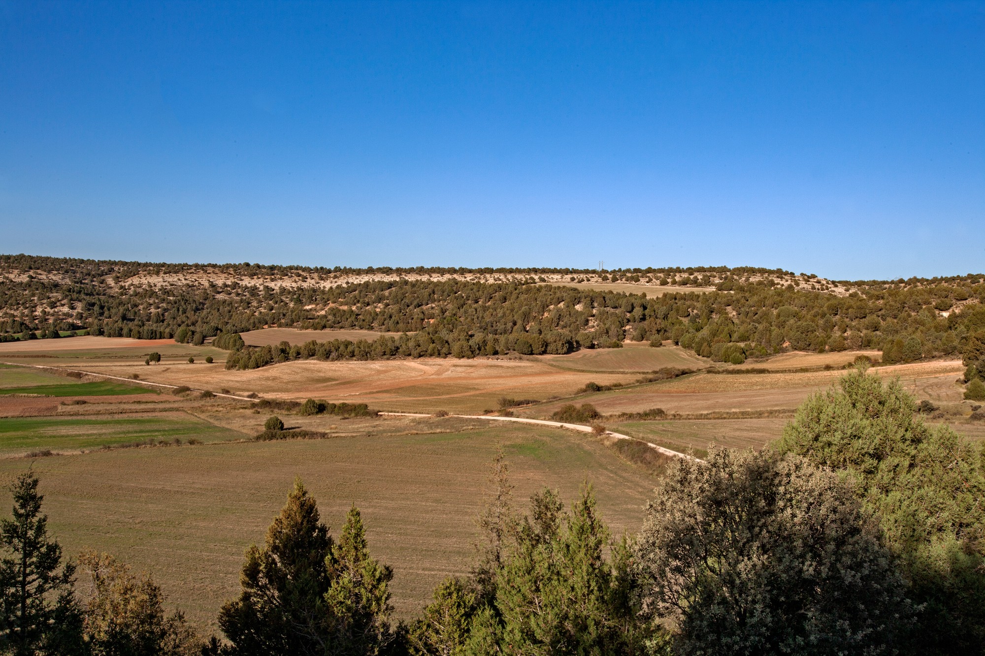 Reserva Natural Sabinar de Calatañazor Portal de Turismo de Castilla