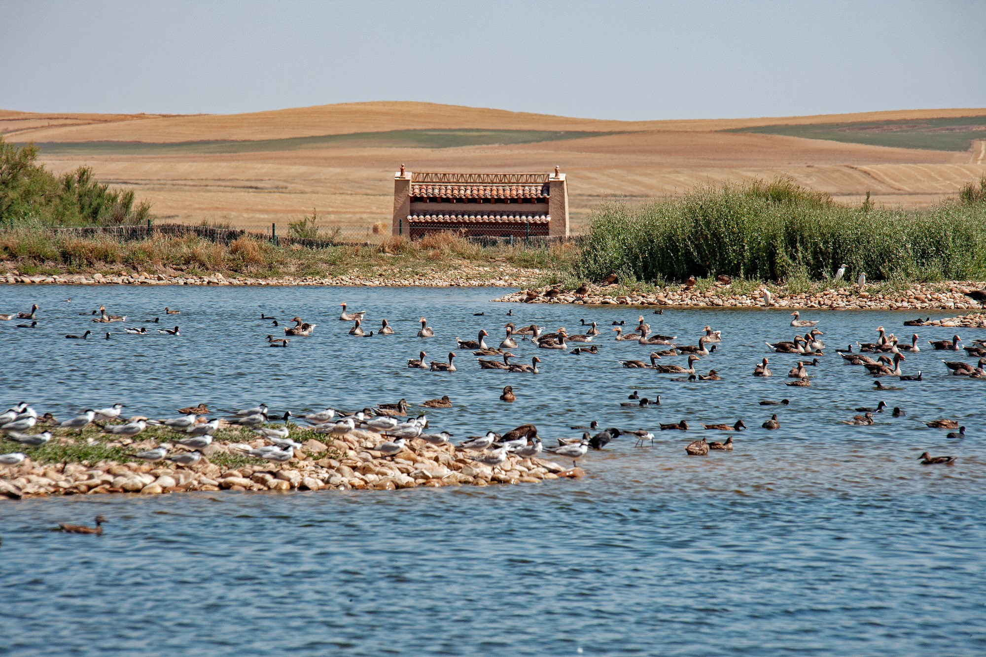 Reserva Natural Lagunas de Villafáfila | Portal de Turismo ...