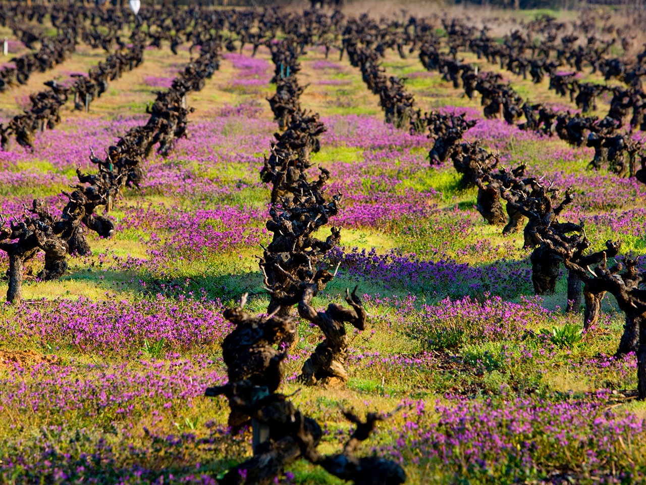 Viñedo Bierzo