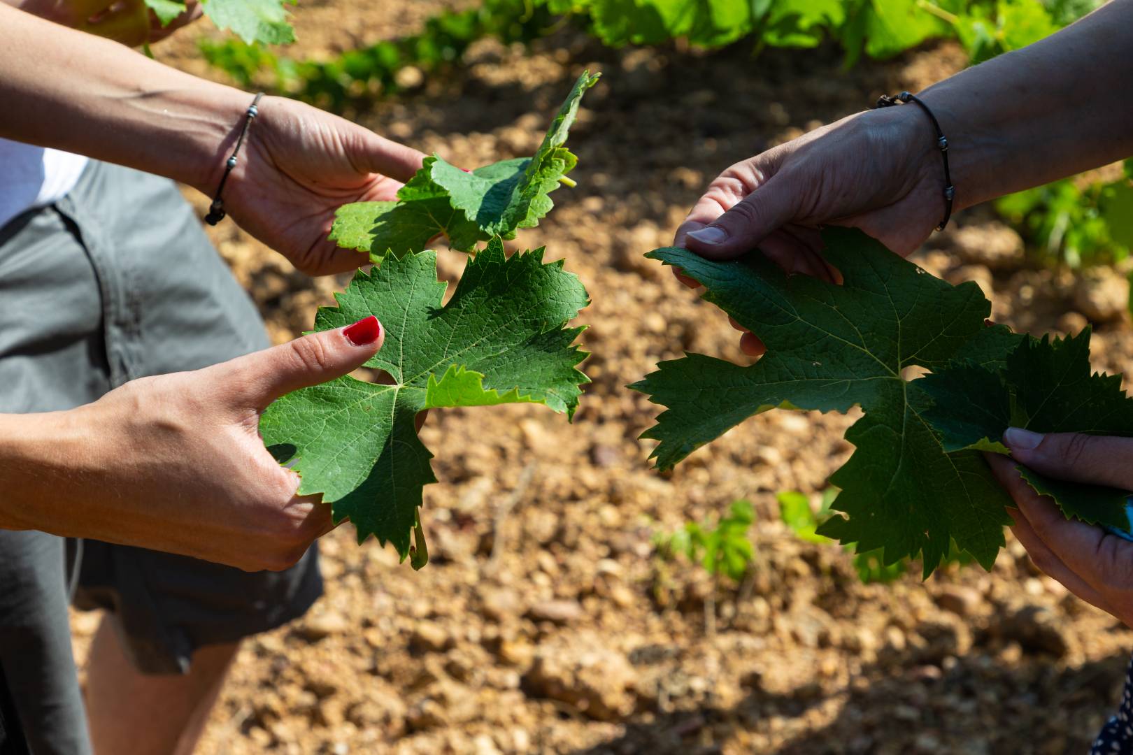 Ruta del Vino de Zamora 13