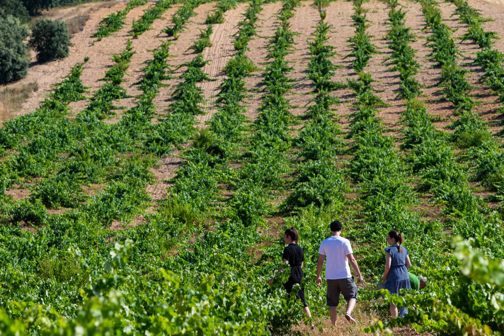 Ruta del Vino de Zamora 14