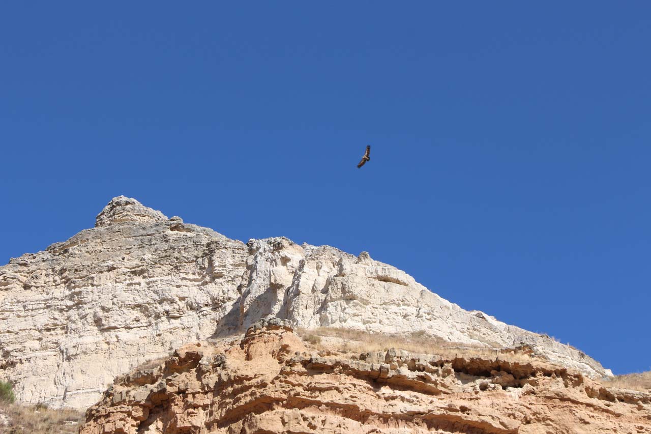 Birding RV Ribera del Duero