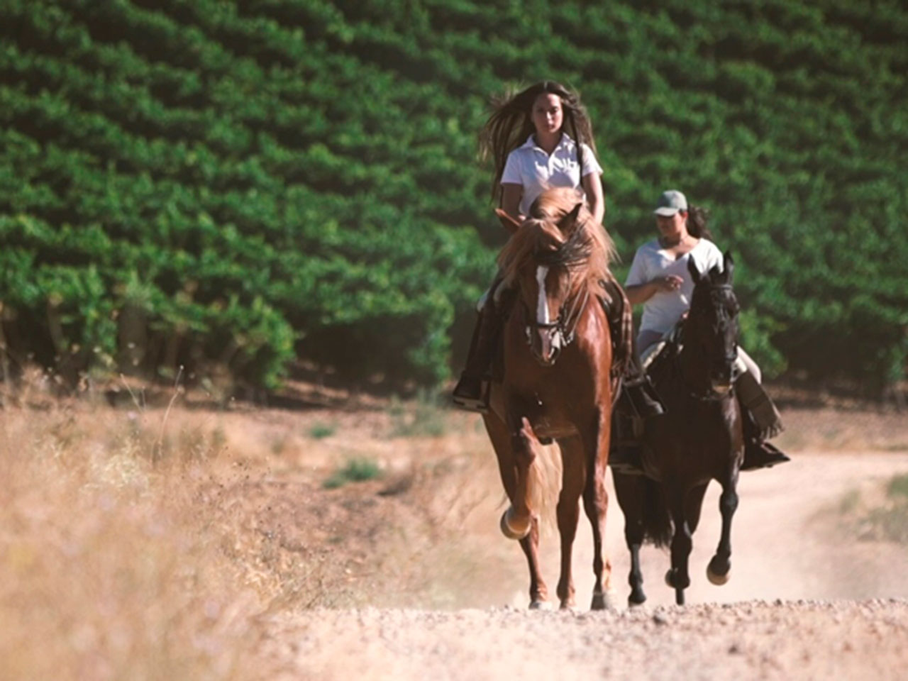 Rutas a Caballo - Ruta del Vino de Rueda