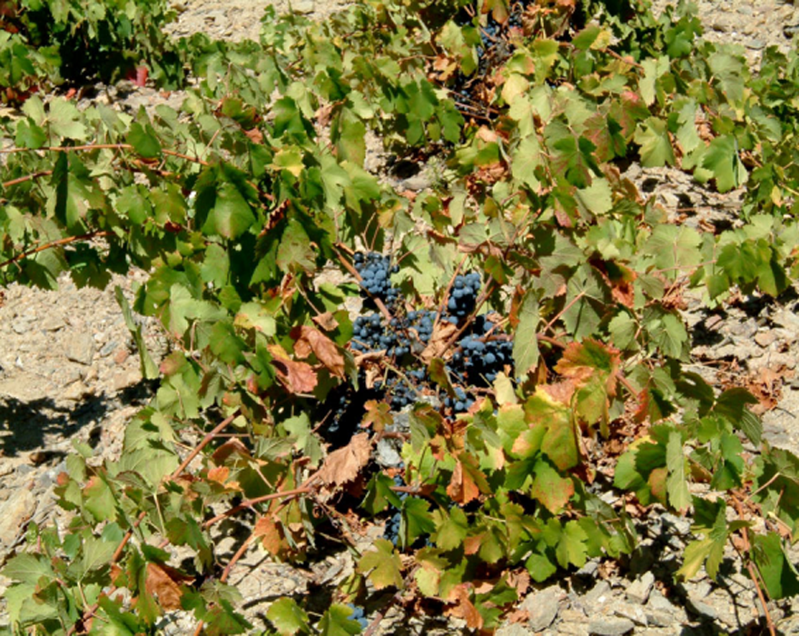 Uvas de los Arribes