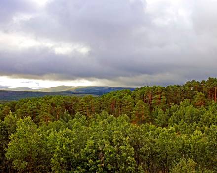 Pinar de Hoyocasero