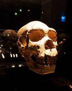 Cráneo de Miguelón. Museo de la Evolución Humana