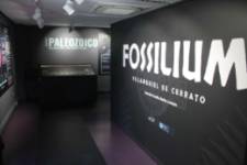 Fossilium
