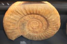 Fossilium