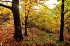 Ruta BTT El Arenal