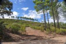 Camino entre pinares