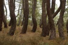 Montes Obarenes