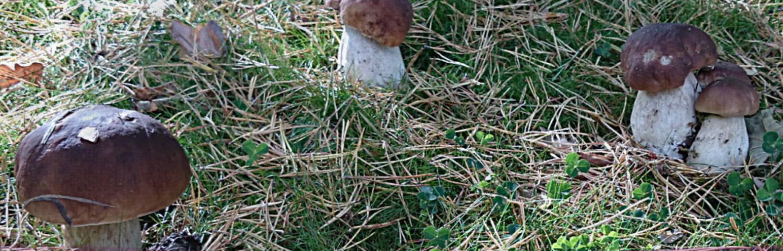 Soria Gastronómica 2018