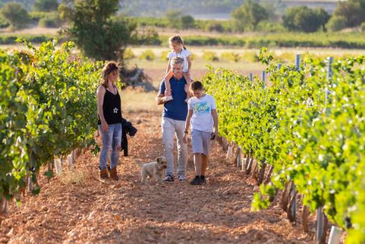 Familias y parejas en los viñedos