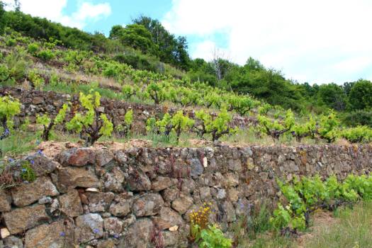 Ruta del vino Sierra de Francia