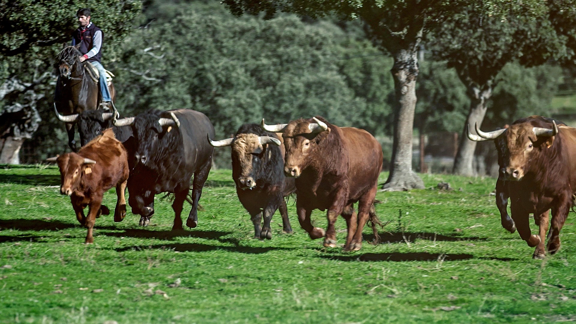 hq Dehesa de Salamanca