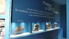 Museo de los Mares Antiguos - Fósiles