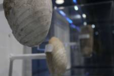 Museo de los Mares Antiguos - Detalle fósil