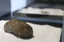 Museo de los Mares Antiguos - Detalle trilobite - 01