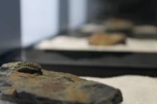 Museo de los Mares Antiguos - Detalle trilobite - 02
