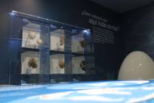 Museo de los Mares Antiguos - Fósiles