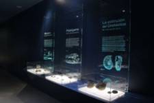 Museo de los Mares Antiguos - Sala fósiles - 02