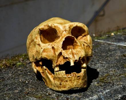 Yacimientos de Atapuerca. Cráneo de Miguelón