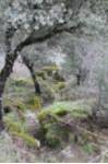 Castro de Yecla de Yeltes