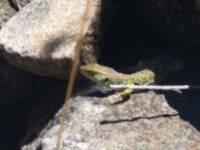 Lagarto del Parque Natural Sanabria