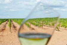 Bodega Montepedroso (Ruta del Vino de Rueda)