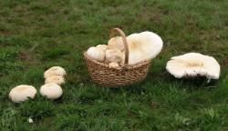 Agaricus macrosporus