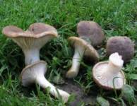 Pleurotus eryngii_