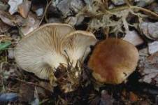 Pleurotus eryngii
