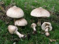 Macrolepiota