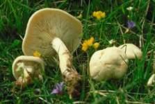 Calocybe gambosa