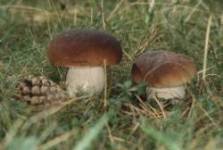 Boletus edulis
