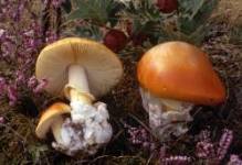 Amanita caesarea