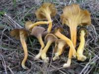 Craterellus lutescens