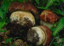 Boletus pinophilus