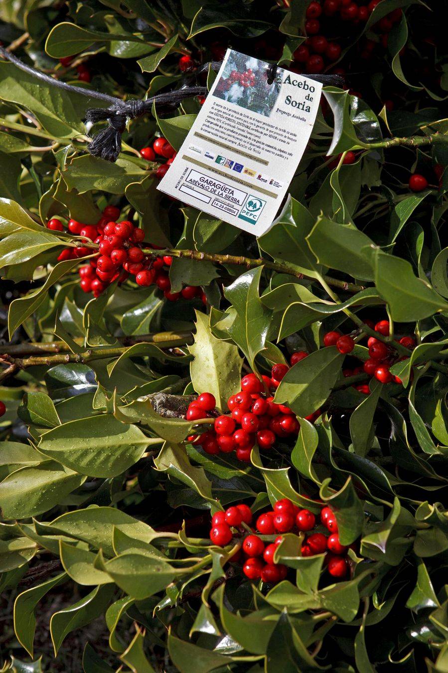 Resultado de imagen de acebal de garagueta