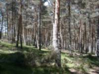 Arbillos
