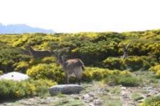 Senda de la Garganta de Bohoyo