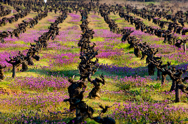 Gastronomía y Enoturismo - Portal de Turismo de la Junta de Castilla y León