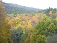 BOSQUE HONFRIA II, vista exterior