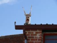 El Demonio