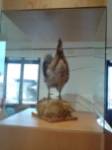 Museo del Gallo