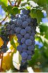Bodegas la Zorra vendimia
