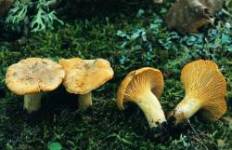 Cantharellus cibarius